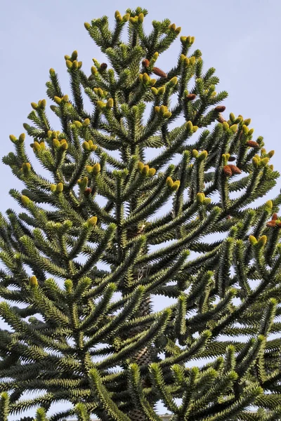 Araucaria Chilena Árbol Mono Rompecabezas — Foto de Stock