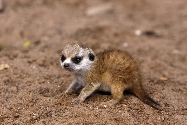 Meerkat Animal Creature Suricatta — Foto de Stock