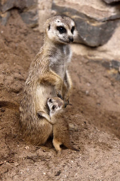 Meerkat Suricata Suricatta野生动物 — 图库照片