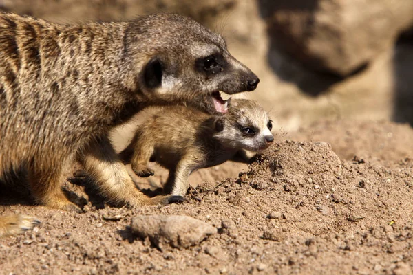 Meerkat Ζώο Πλάσμα Suricatta — Φωτογραφία Αρχείου