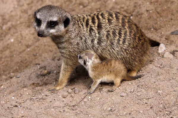 Suricata Suricatta Animali Selvatici Suricata Suricatta — Foto Stock