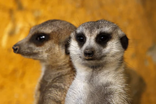 Meerkat Animal Creature Suricatta — стоковое фото