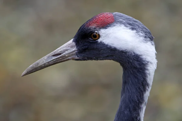 Aussichtsreiche Aussicht Auf Schöne Vögel Der Natur — Stockfoto