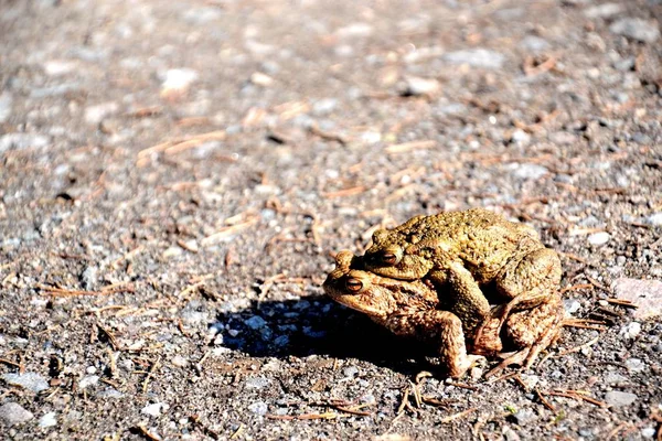 Toad Reptile Frog Amphibian Animal — Stock Photo, Image