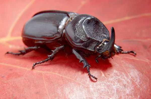 Κοντινή Φωτογραφία Του Μεγάλου Εντόμου Beetle Rhinoceros — Φωτογραφία Αρχείου