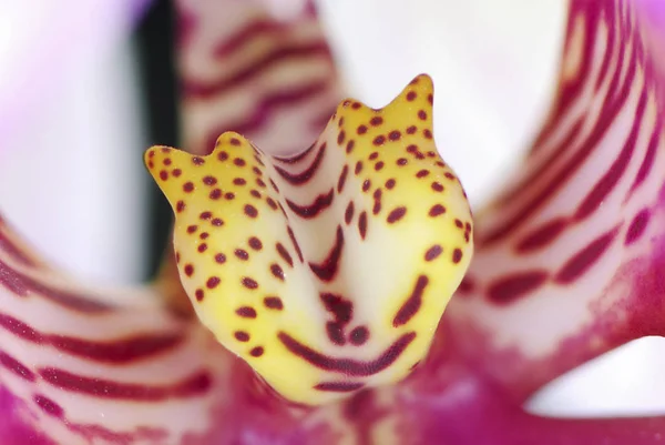 Naturalny Kwiat Storczyka Roślina Flory — Zdjęcie stockowe