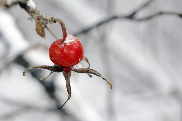 Rose Hip Red Berries — стоковое фото