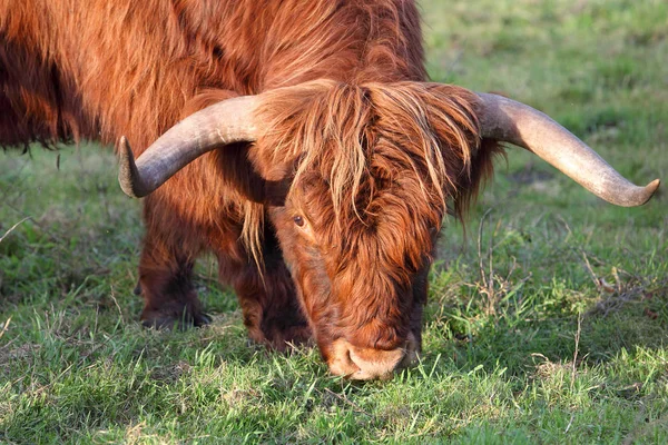 Highland Cattle Animals Wildlife — Stock Photo, Image