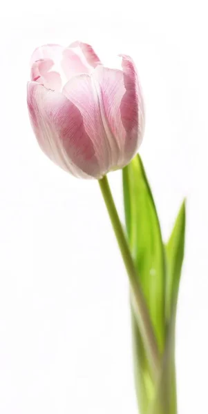 Spring Tulips Flowers Flora — Stock Photo, Image