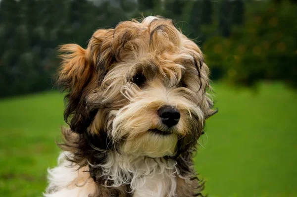 Retrato Cão Bonito — Fotografia de Stock