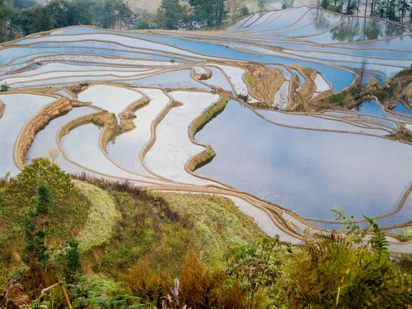 Hani Reisfeld Yuanyang Porcelán Tradiční Pěstování Rýže Provincii Yunnan — Stock fotografie
