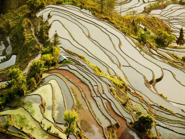 Hani Arroz Paddy Yuanyang China Cultivo Arroz Tradicional Província Yunnan — Fotografia de Stock