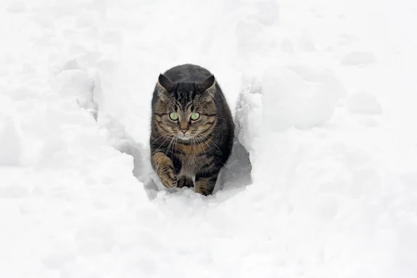 Porträtt Söt Katt — Stockfoto