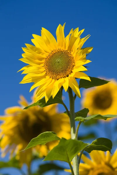 Girasoli Vista Vicino — Foto Stock