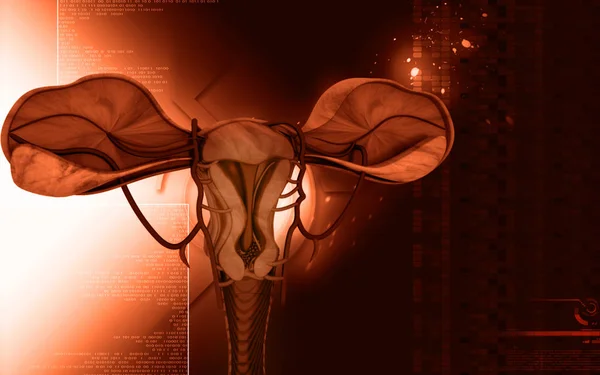 Digital Illustration Uterus Färg Bakgrund — Stockfoto