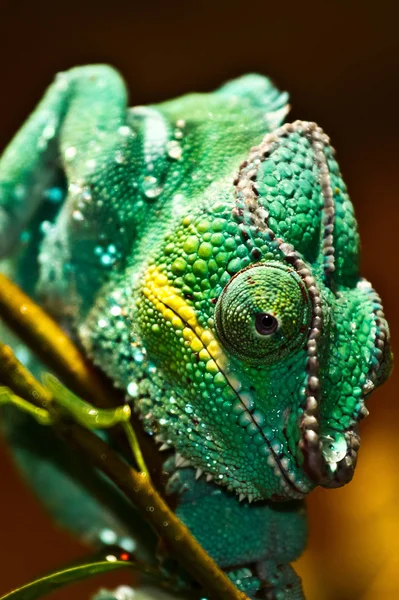 chameleon animal, tropical lizard reptile