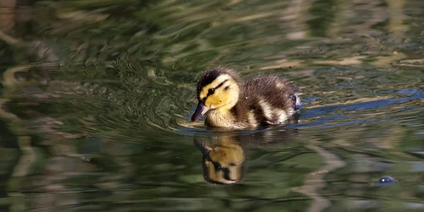 Volailles Domestiques Ferme — Photo