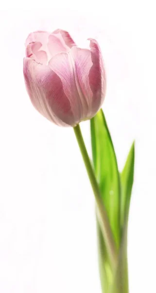 Vue Panoramique Belles Fleurs Tulipes — Photo