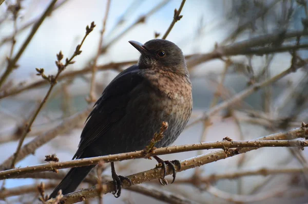 Zangvogel Ornithologie Fauna — Stockfoto