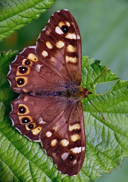 Primo Piano Bug Natura Selvaggia — Foto Stock