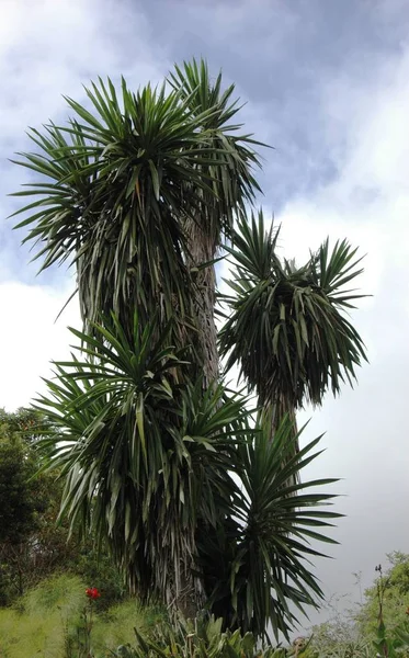 Palmstronk Gomera — Stockfoto