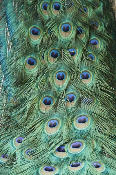 Peacock Feathers Close Shot — Stock Photo, Image