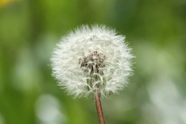 天然のタンポポの花の美しい景色 — ストック写真