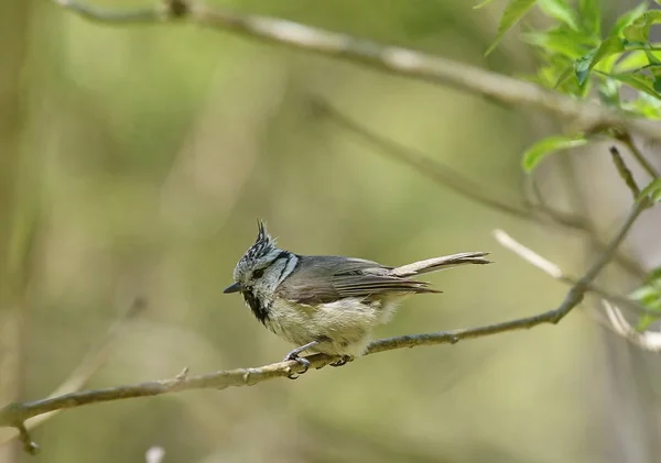 Malowniczy Widok Piękny Ptak Titmouse — Zdjęcie stockowe