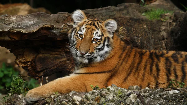 Tigre Sibiriano Animal Rayado —  Fotos de Stock