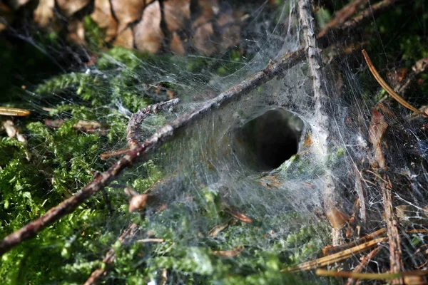 Ιστός Αράχνης Μιας Αράχνης Χωνί Στο Δάσος — Φωτογραφία Αρχείου
