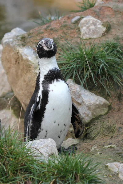 Пінгвіна Зоопарку — стокове фото