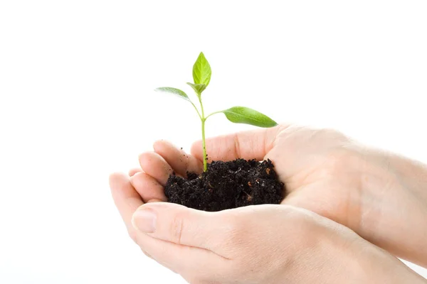 Transplant Tree Female Hands White Background Concept Environment Conservation — Stock Photo, Image