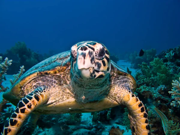 Морська Черепаха Гоуксбілла Кораловому Рифі Червоного Моря Зачиніть — стокове фото