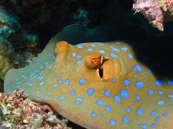 紅海のサンゴ礁にブルースポット状のケシ 閉じろ — ストック写真