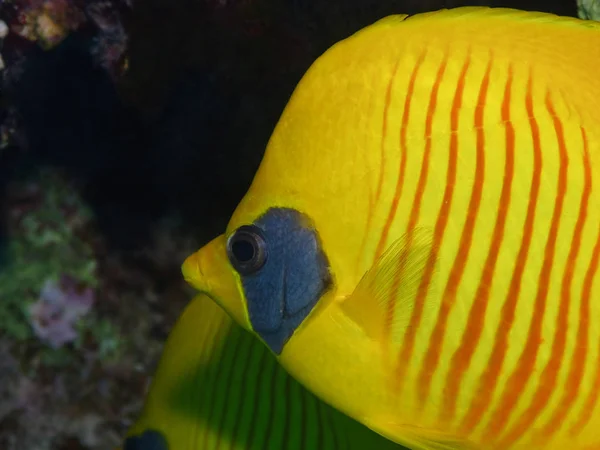 Semilarvatus Butterfly Chaetodon Semilarvatus Coral Reef Red Sea Cerca —  Fotos de Stock