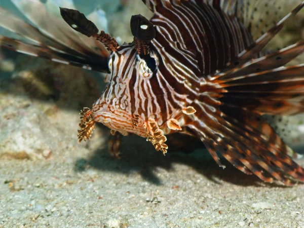 Lvice Pterois Volitans Korálových Útesech Rudém Moři Zavřít — Stock fotografie