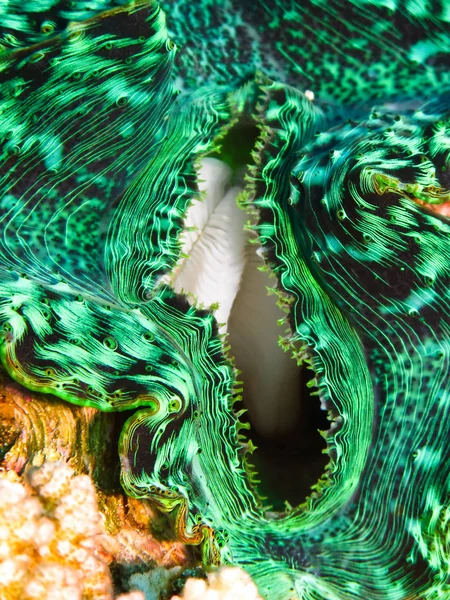 Des Coquillages Palourdes Géantes Vertes Sur Récif Corallien Mer Rouge — Photo
