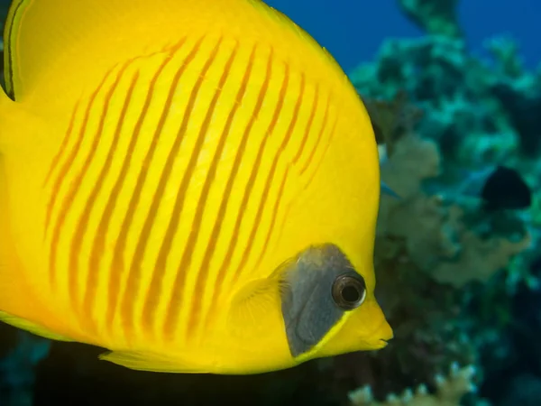 Semilarvatus Papillon Chaetodon Semilarvatus Sur Récif Corallien Mer Rouge Gros — Photo