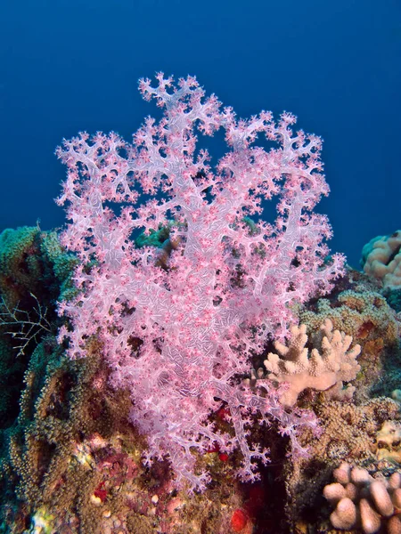 Pink Alcionario Softcoral Burdo Mar Rojo Cierre — Foto de Stock