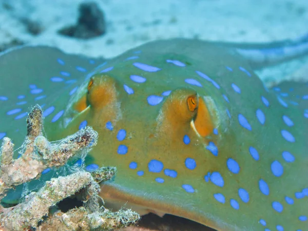 Bluespotted Stingray Coral Reef Red Sea Close — Stock Photo, Image