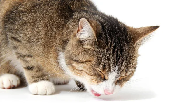 Pequeño Gato Esponjoso Con Bigotes —  Fotos de Stock