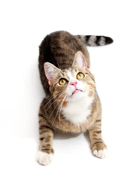 小さなふわふわの猫とひげ — ストック写真