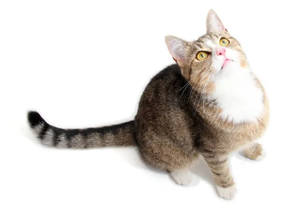 Pequeno Fofo Gato Com Uísques — Fotografia de Stock