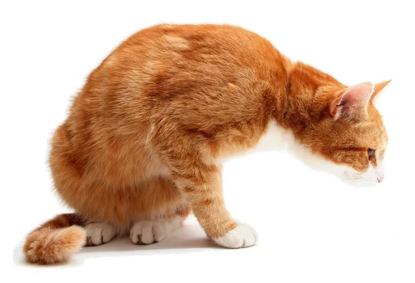 Pequeno Fofo Gato Com Uísques — Fotografia de Stock