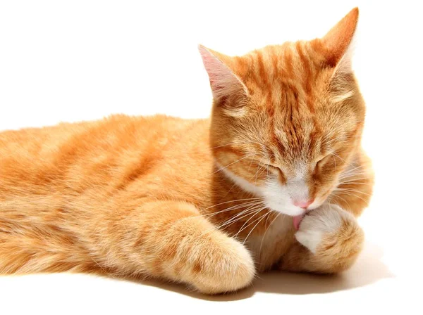Aliciamento Tabby Tom Cat — Fotografia de Stock