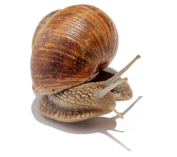 Lumaca Mollusco Elica Invertebrato — Foto Stock