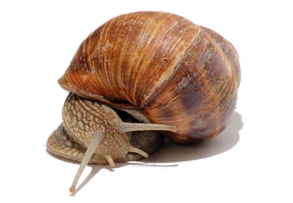 Schnecke Wirbellose Weichtiere — Stockfoto