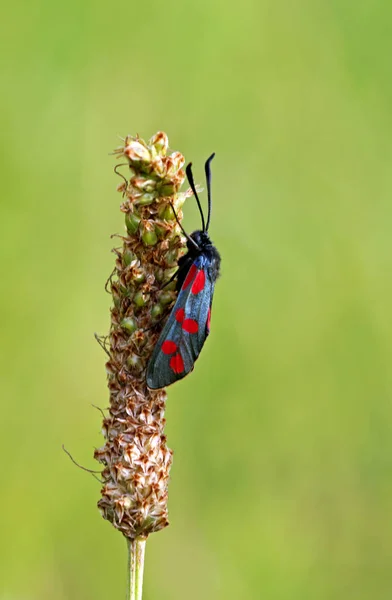 Gros Plan Bug Nature Sauvage — Photo