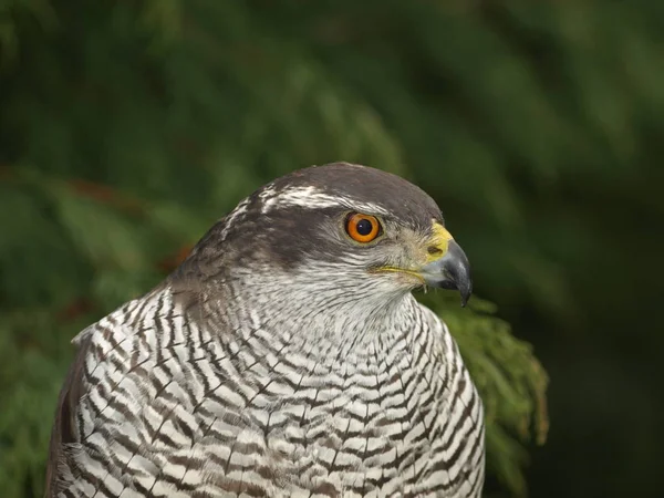 Vue Panoramique Bel Oiseau Nature — Photo