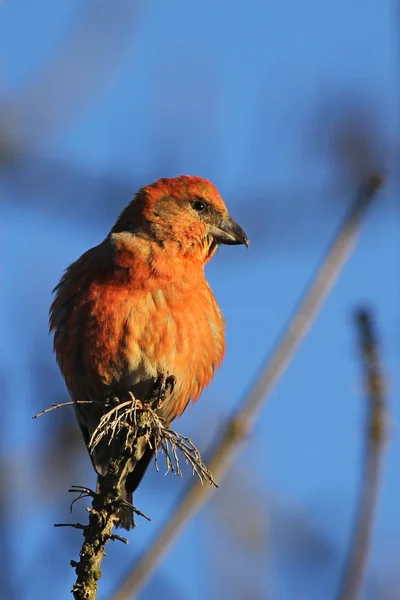 Vacker Utsikt Över Vacker Fågel Naturen — Stockfoto